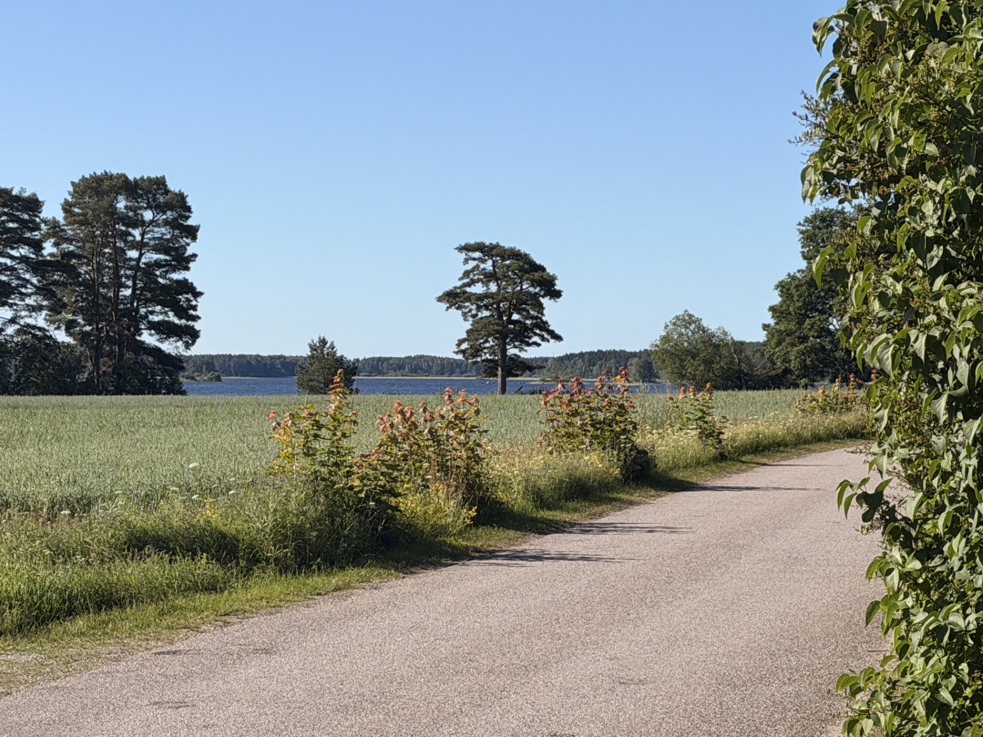 Country lane to the water